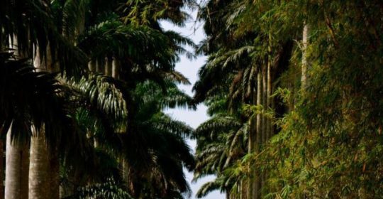 Ghana Events – Trails & Tales: A Day in Aburi Ghana Events – Trails & Tales: A Day in Aburi