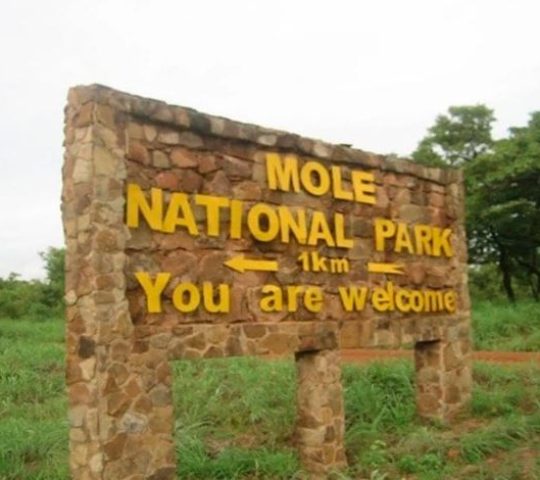 Mole National Park