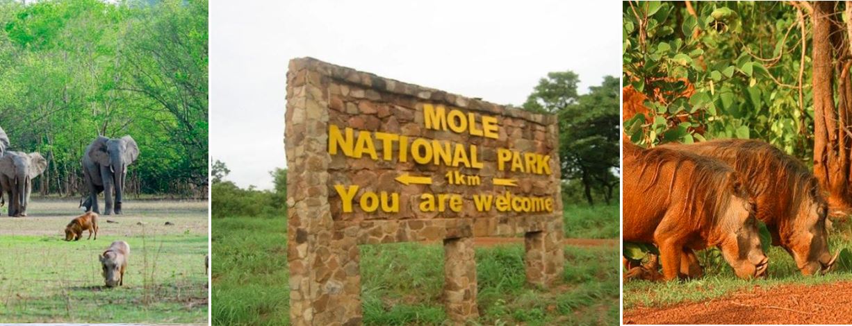 Mole National Park