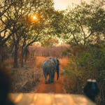 Elephant in Mole National Park
