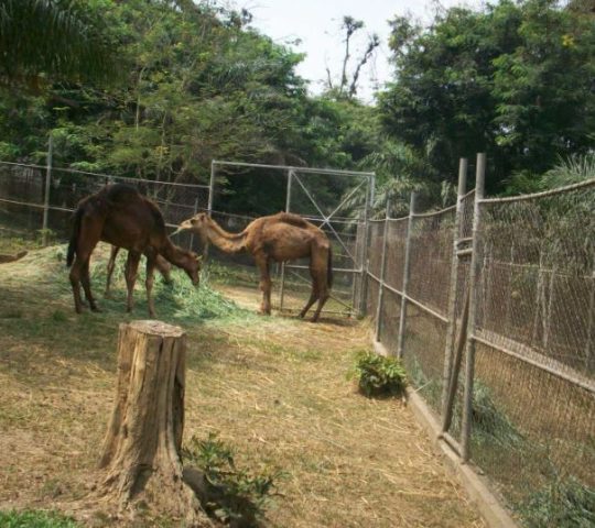 Kumasi Zoological Gardens