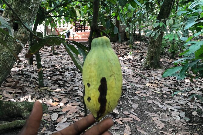 Nyonkopa Eco Tours- Ghana Tours