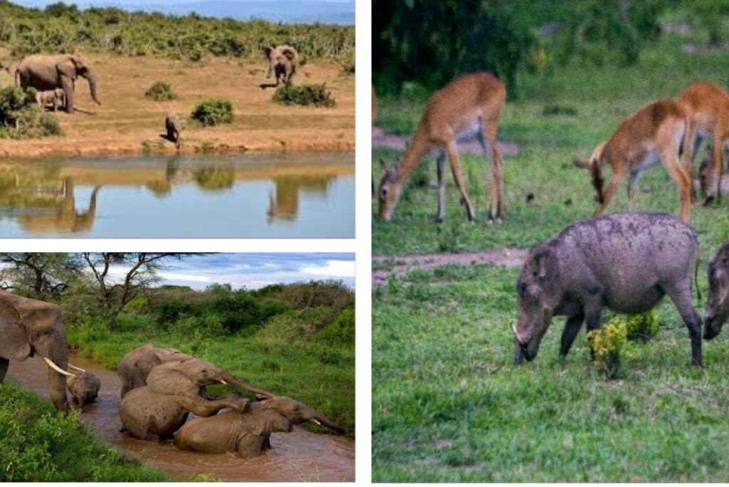 Gbelle Game Reserve – National Park