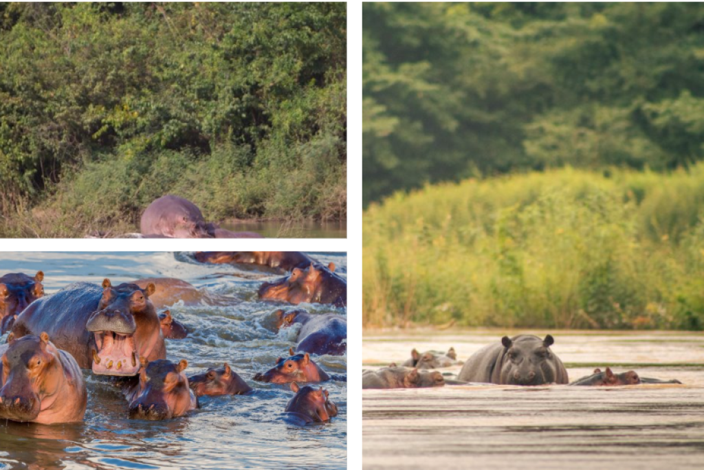 Wechiau Hippo Sanctuary