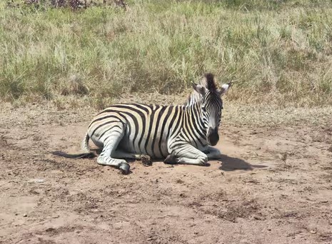 Half day private safari
