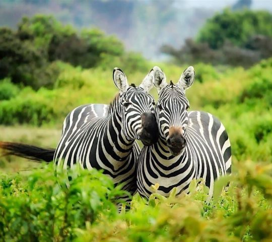 Ghana Events – GOING HOME 2025 – AFROCHELLA – 3 REGION GHANIAN TOUR – 8 DAYS